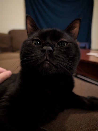 Our black cat Dimitri, lounging on a couch, peering at you with his round face and big round eyes and little cat ears